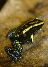 Black And Yellow Spotted Frog 12 Most Poisonous Frogs On Earth Dart Frog Frog Poison Dart Frogs