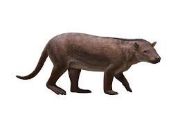 Image result for Macrotyloma rupestre × densiflo