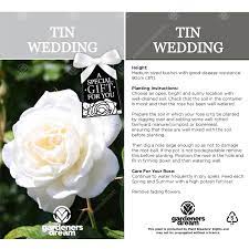 Best flowers for 10th anniversary. Tin Wedding Anniversary White Rose Bush Free Delivery