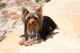 Yorkie Colors An Illustrated Guide To Yorkshire Terrier Coloring