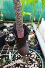Image result for Amorphophallus goetzei