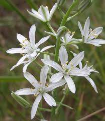 Image result for Ornithogalum