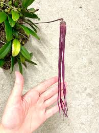 Image result for Pomaria burchellii