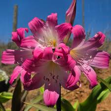 Image result for Amaryllidaceae