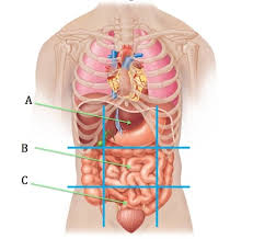 Start studying 4 quadrants & organs: Test Anatomy And Physiology Practical 1 Review Abdominopelvic Quadrants And Regions Quizlet