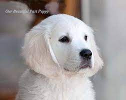 You can check animal direct for pets for sale near me or cheap puppies for sale near me. White Golden Retriever Puppies Akc Certified Nj Ny Pa Ct Ma Md De Ri Tx Ca Az Fl