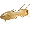 Continue with us and save up to $10 more monthly. Pest Patrol Phoenix Prescott