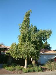 Image result for Brachychiton populneus