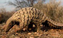 Paus sperma (physeter macrocephalus) diklasifikasikan termasuk ke dalam kerajaan animalia, filum chordata, kelas paus sperma (physeter macrocephalus) adalah hewan terbesar dalam kelompok paus bergigi sekaligus gestasi membutuhkan 14 hingga 16 bulan dan menghasilkan satu anak. 12 Hewan Yang Dapat Mendengar Bunyi Ultrasonik Materiipa Com