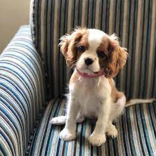 13 Week Old Blenheim Cavalier King Charles Spaniel Puppy King Charles Cavalier Spaniel Puppy Cavalier King Charles Dog Cocker Spaniel Puppies King Charles