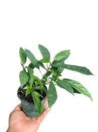 Image result for Clerodendrum silvanum