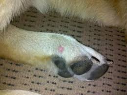 Washable puppy pads for dogs reusable pad for incontinent pets dog training medium 1 pad * read more at the image link. Wierd Growth On Paw Malignancy Organic Pet Digest