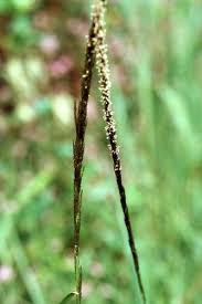 Image result for Sporobolus africanus