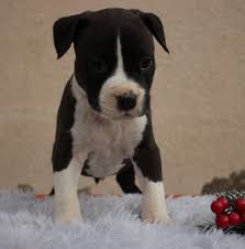 American staffordshire terriers exude strength and agility. American Staffordshire Terriers Europe Home Facebook