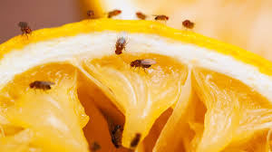 Do ultrasonic pest repellers work? 8 Products That Actually Get Rid Of Fruit Flies Reviewed