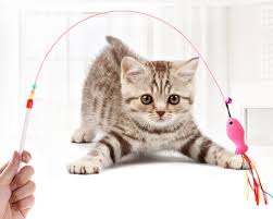 Kedi Oyun Oltasi Kedi Evcil Hayvanlar Hayvan