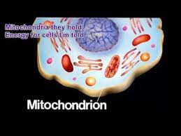 Animal cells are generally smaller than plant cells and lack a cell wall and chloroplasts; Plant Cell Song Youtube