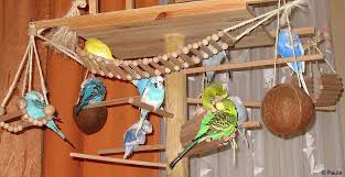 Wellensittiche gehören zu den beliebtesten haustieren der deutschen. Paula S Wellensittiche Unser Spielplatz Animaux Et Oiseaux Jouet Pour Perroquet Voliere D Oiseaux