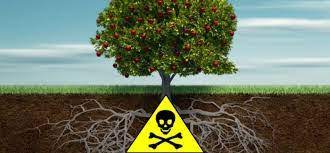 As the metaphor suggests, if the evidential tree is tainted, so is its fruit. Definition Of Fruit Of The Poisonous Tree Definitoin