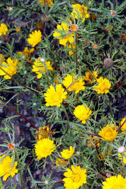 Image result for Austrosynotis