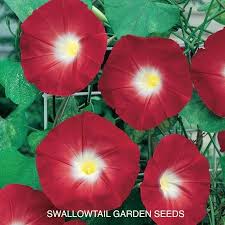 Pin On Garden Love