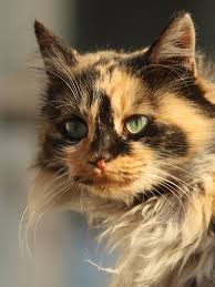 30 pics local grandma and her cats cats crazy cats domestic cat