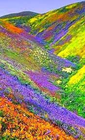 Valley of flowers in india. Valley Of Flowers Himalayas Of The Uttaranchal India Bei Paesaggi Paesaggi Fotografia Della Natura