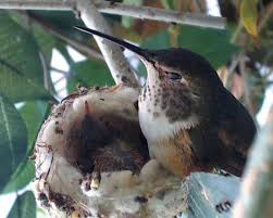 Dec 02, 2020 · hummingbird plant care. Bower Vine Pandora Bella Hummingbird S Photo Gallery