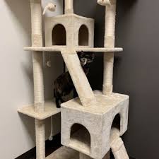 Animal care center of aurora is a full service, low cost animal hospital and welcomes pet patients in need of medical, surgical, wellness and dental care. Aurora Animal Hospital 45 Photos 94 Reviews Veterinarians 20250 E Smoky Hill Rd Centennial Co Phone Number