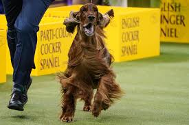 The 145th westminster dog show launched on friday, june 11, and will conclude sunday, june 13. Westminster Dog Show Best In Show And Highlights The Washington Post