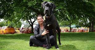 However more recently the number of dogs we re. Giant Rescue Dog Reunion News Dogs Trust