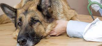 Mi Perro Esta Amarillo Que Le Ocurre Hospital Veterinario Nacho Menes