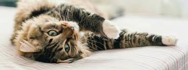 Your cat sitter is all about cats, exclusively. Boarding Catteries Cat Sitting Advice Purina