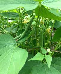 Roma Ii Bush Bean 45 55 Days Chacun A Son Gout Some Like Their Beans Big Can T Get To Tuscany Grow Roma Ii And Bring Italy Bush Beans Seeds Heirloom Seeds
