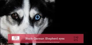 When the german shepherd has exercise stress as long running or fighting, its arterial pressure increases. German Shepherd Eye Colors Explained Yellow Blue Brown Dark Eyes