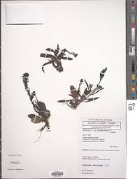 Image result for Buchnera chimanimaniensis