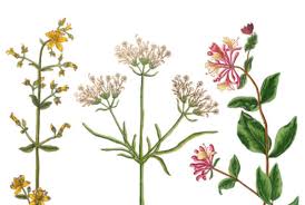 News About Botanical Art And For Botanical Artists Botanical Art Artists