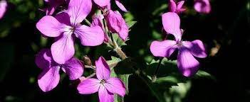 Lunaria Species Money Plant Honesty Bolbonac Moonwort Silver Dollar Lunaria Annua