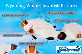 Wyoming White Clownfish Marine Ornamental Fish Sea And