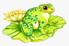 Drawing realistic pets from photographs: Frog On Lily Pad Drawing Hd Png Download Kindpng
