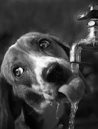 Tasting Time Photo Shingo Uchiyama On 500px Cute Dog Photos Dog Photos Animal Photography