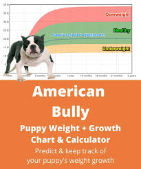 Unlike a pitbull, the xl bully lacks the aggressive drive. American Bully Weight Growth Chart 2021 How Heavy Will My American Bully Weigh The Goody Pet