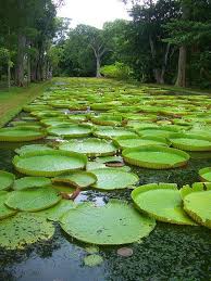Lily Pads At Pamplemousses Botanical Garden Beautiful Gardens Botanical Gardens Beautiful Islands