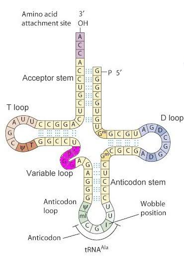 tRNA