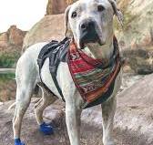 Which Dog Boots Are Best For Your Dog? | We Tested 5 Brands