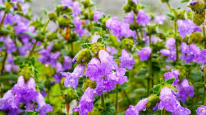 Flowers that bloom every 12 years. Neelakurinji Flowers Which Bloom Once Every 12 Years Seen At Mandalapatti Hill In Kodagu District Karnataka India 9gag