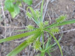 Image result for Cyperus cyperoides