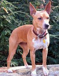 Use the search tool below and browse adoptable feists! Treeingmountainfeistkentuckyjody Jpg 325 421 Dog Breeds Mountain Feist Pets