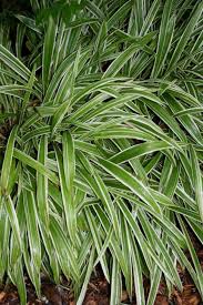 Image result for Carex cognata