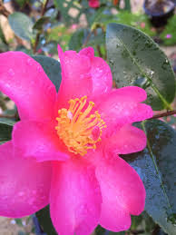 Autumn Is Camellia Time In The Store This Is Hiryu A Sasanqua Camellia With A Large Open Flower In A Beautiful Shade Of Potted Trees Open Flower Herb Seeds